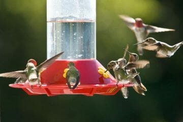 do hummingbirds return to the same place every year