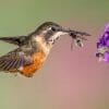 do hummingbirds eat bugs