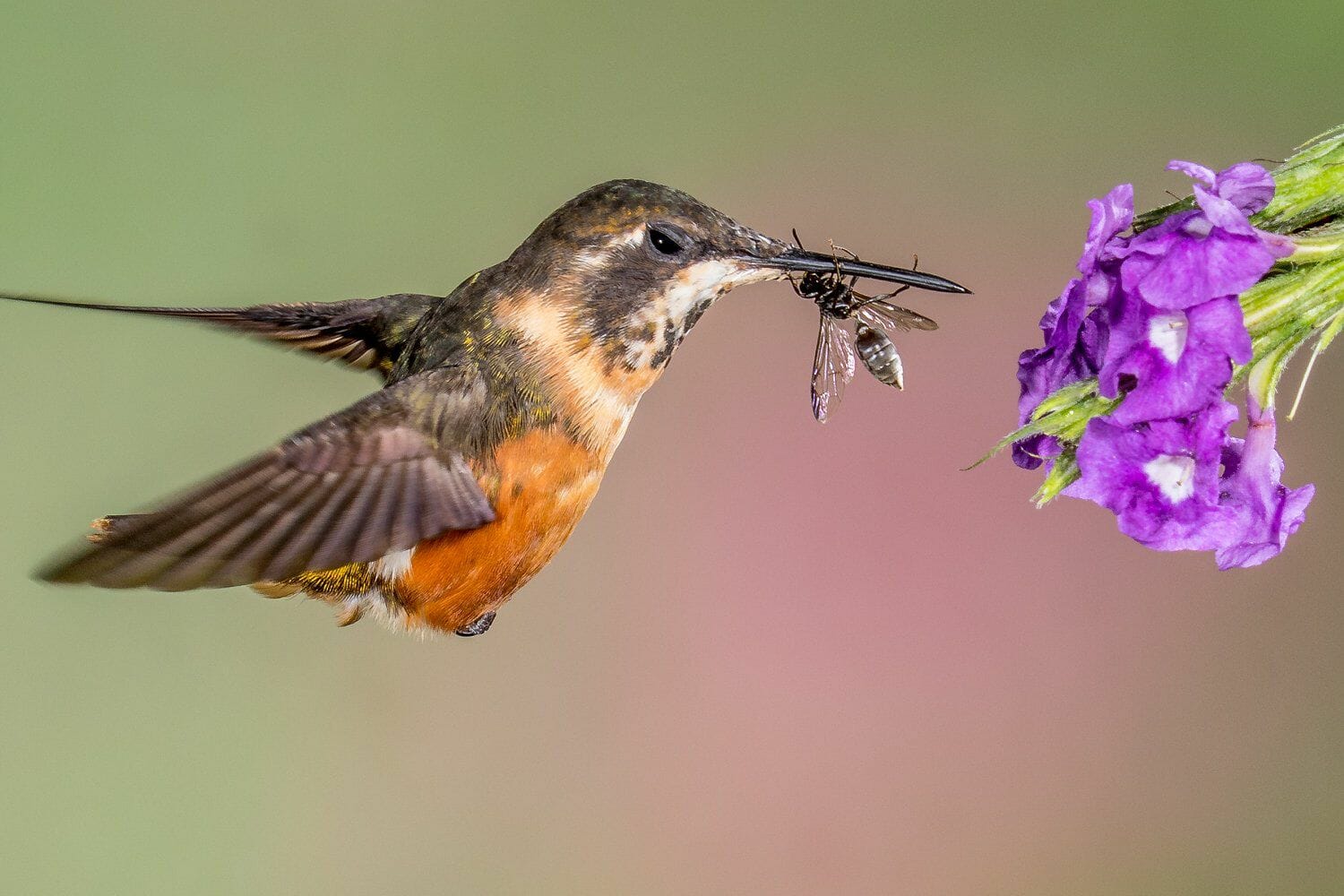 do hummingbirds eat bugs