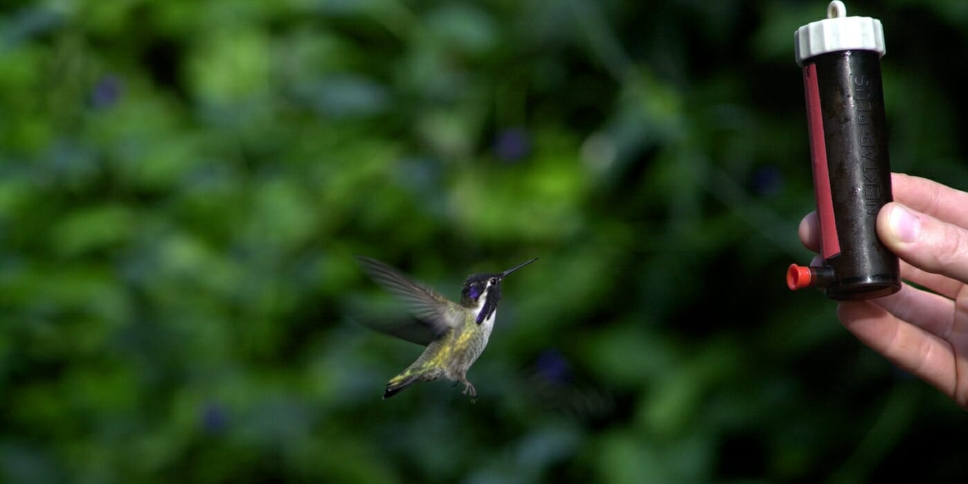 How Long Does Hummingbird Nectar Last? - Birdwatching Buzz