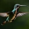 hummingbird beak