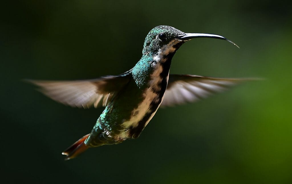 Learn All About a Hummingbirds Beak - Birdwatching Buzz