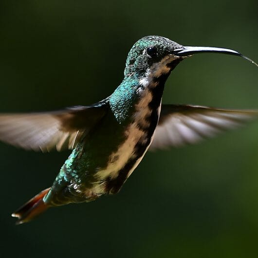 How Long Does Hummingbird Nectar Last? Birdwatching Buzz