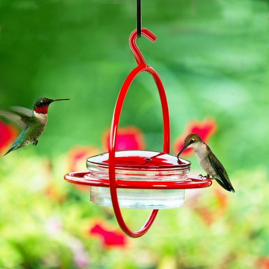 Unique Hummingbird Feeders [Our Favorites!] - Birdwatching Buzz