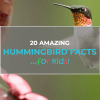 hummingbird facts for kids