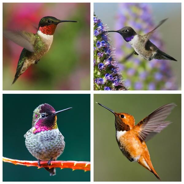  druhy kolibříků