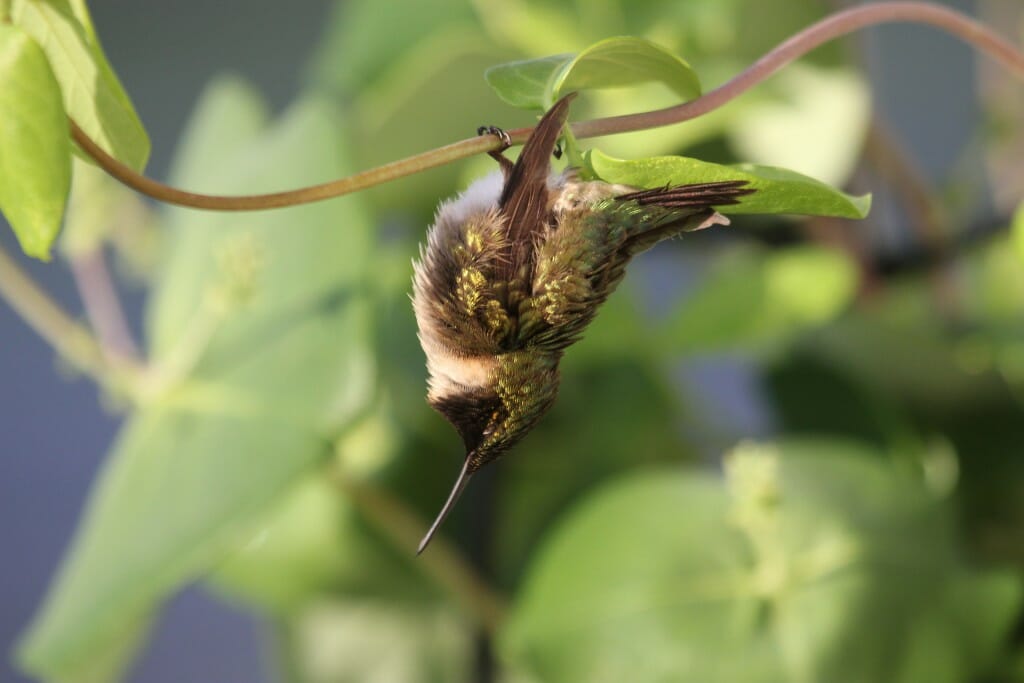 kolibřík torpor