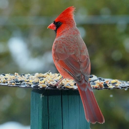 Are There Blue Cardinals? - Birdwatching Buzz