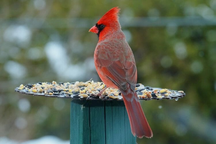 Are Cardinals Endangered? - Birdwatching Buzz