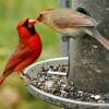 are cardinals territorial