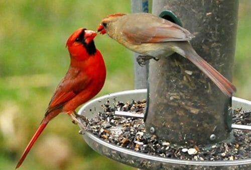 Do Cardinal Birds Mate for Life? - Birdwatching Buzz