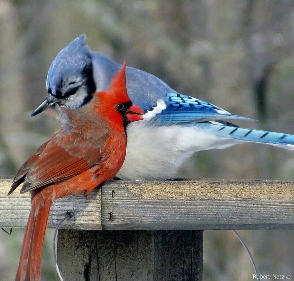 Are there blue cardinals?