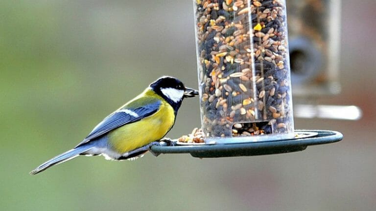 can-you-put-cayenne-pepper-in-bird-seed-birdwatching-buzz