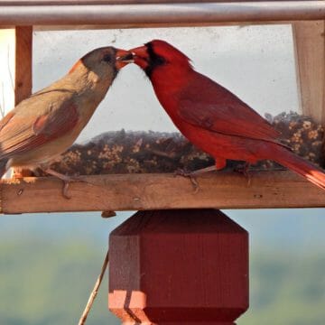 cardinals birds cardinal