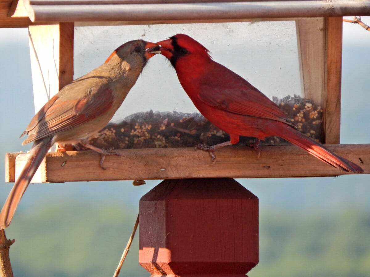 What happens if a cardinals mate dies?