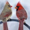 males vs female cardinal