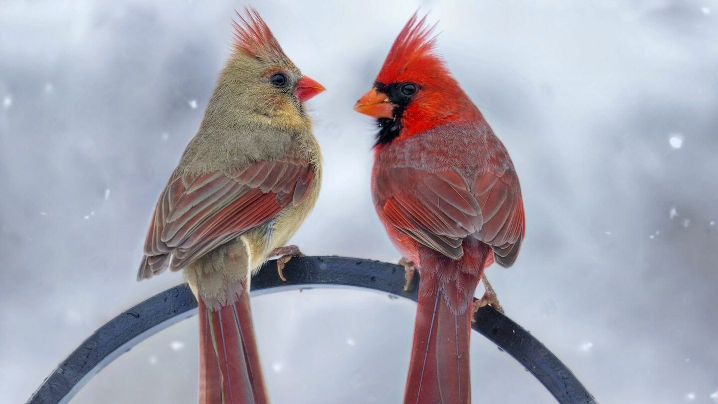 Males Vs Female Cardinal 