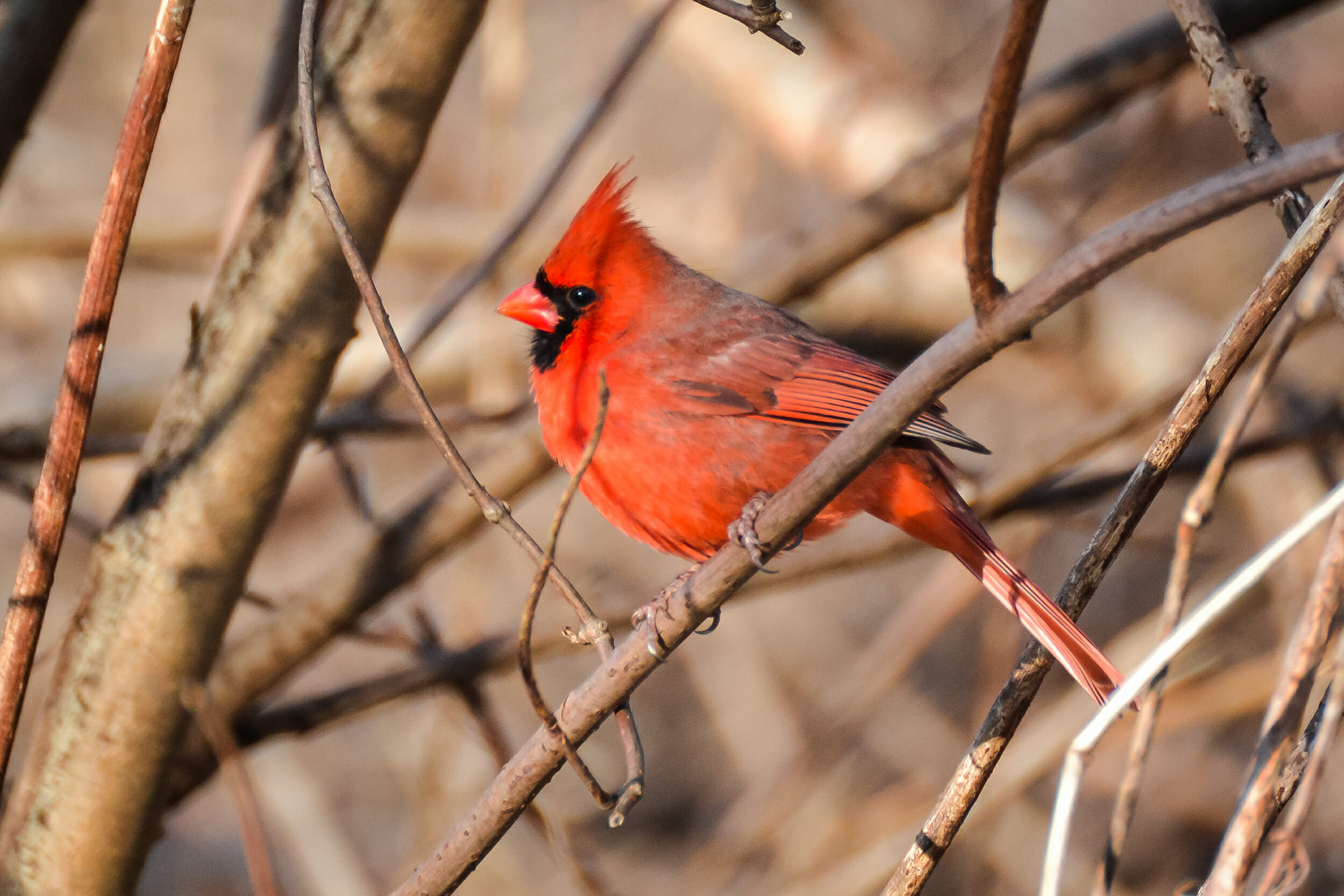 baby cardinal bird color