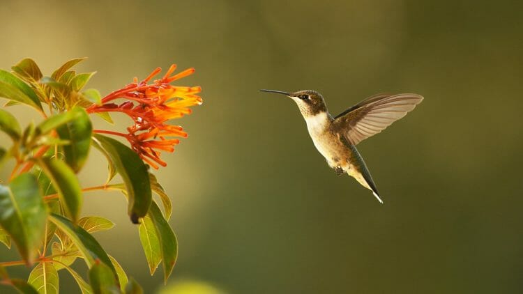 Can Hummingbirds Fly Backwards? Yes, They Can! - Birdwatching Buzz