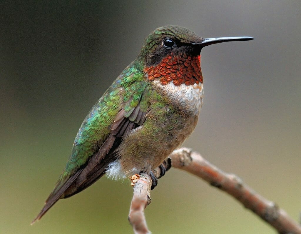 Can Hummingbirds Walk Birdwatching Buzz 6003
