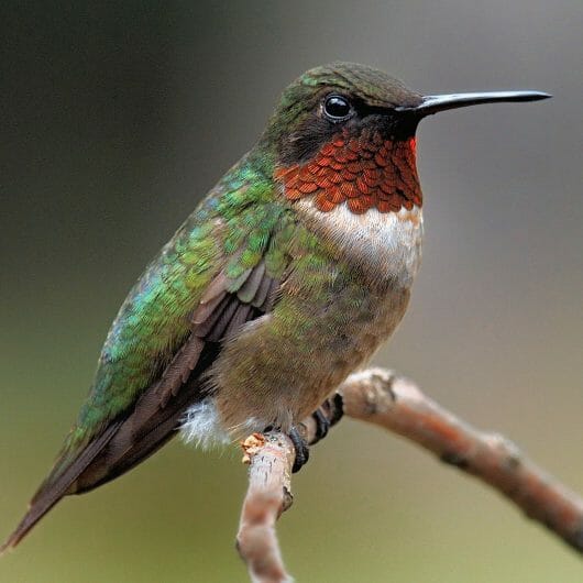 Do Hummingbirds Pollinate? - Birdwatching Buzz