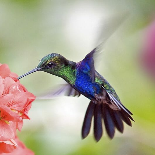 Can Hummingbirds Walk? - Birdwatching Buzz