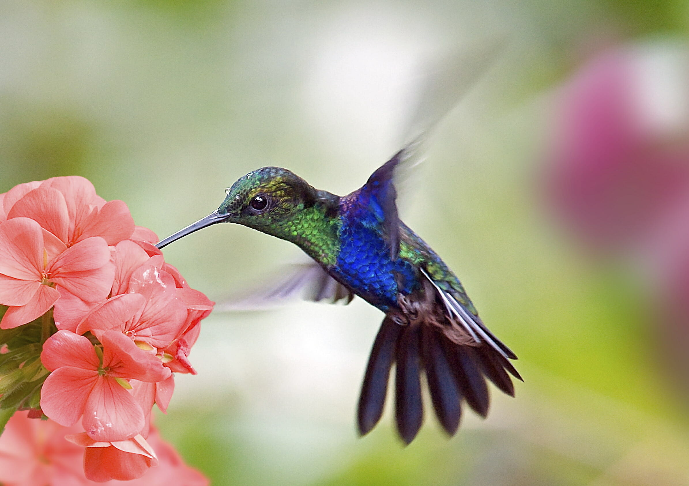 What Do Hummingbirds Eat In The Winter