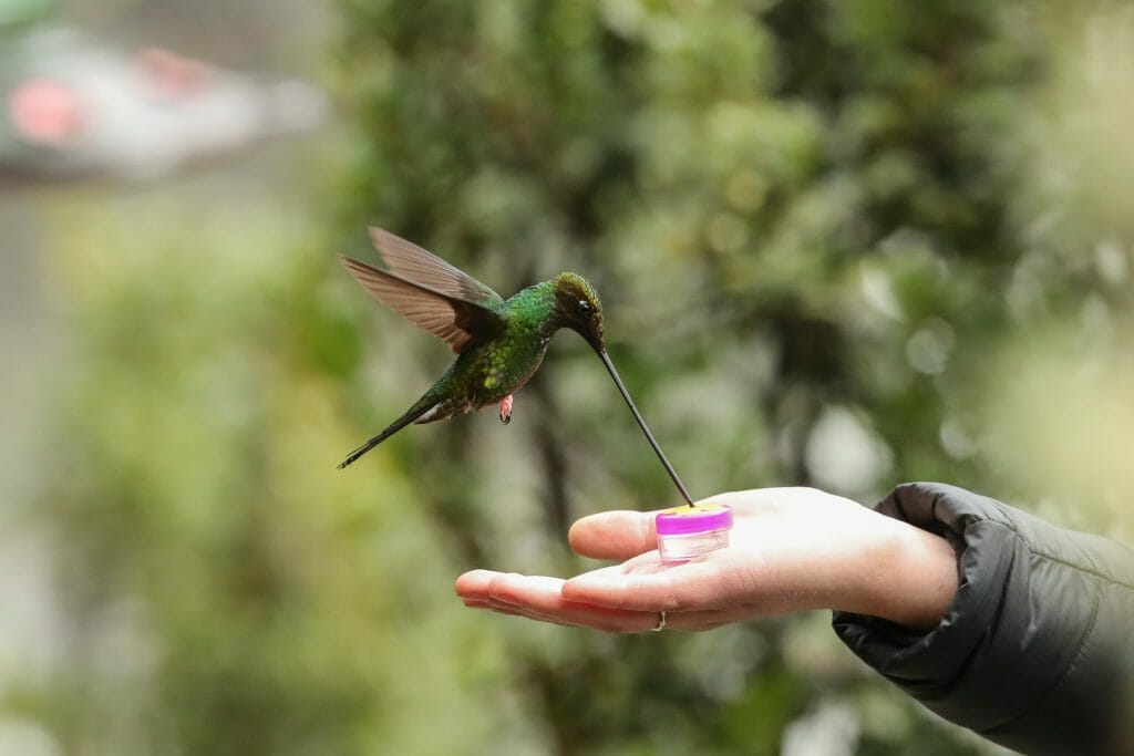 do-hummingbirds-recognize-humans-birdwatching-buzz