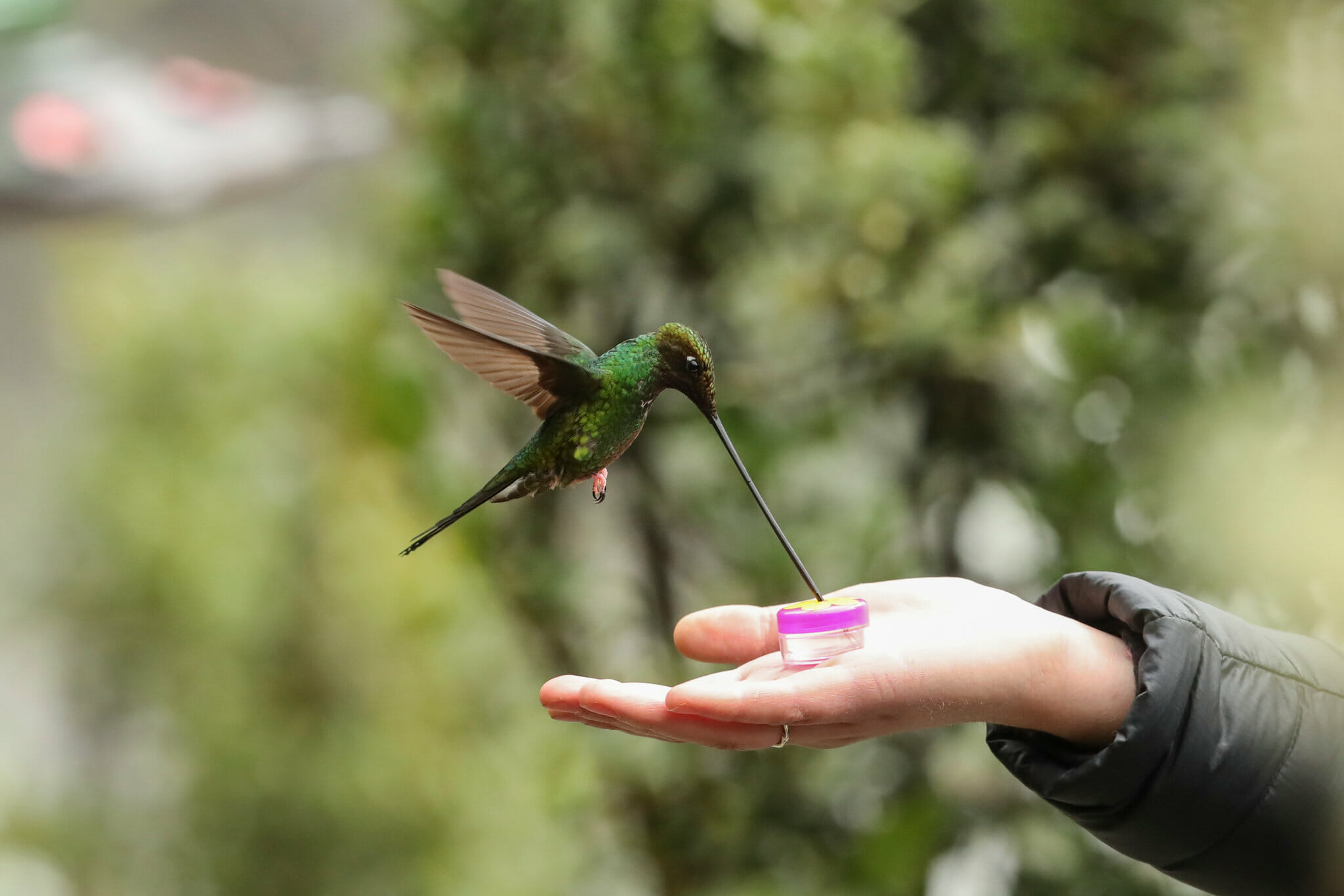 hummingbird size comparison