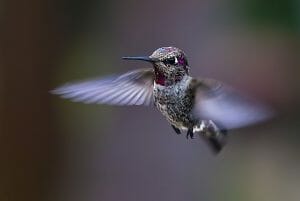 Do Hummingbirds Recognize Humans? - Birdwatching Buzz