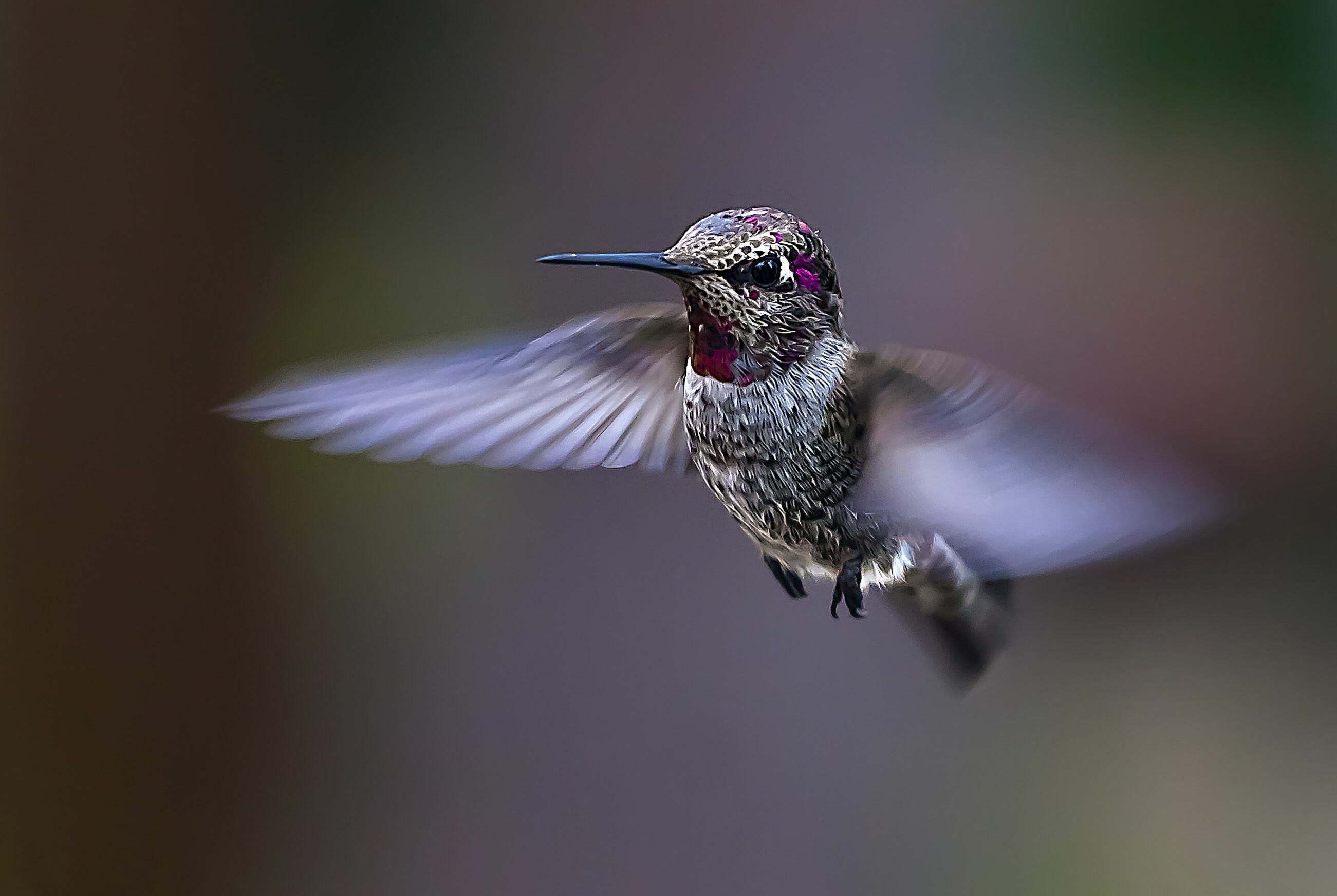 why do hummingbirds hover in your face