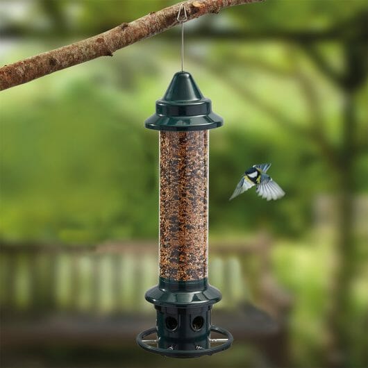 Squirrel Buster Bird Feeder Review [Updated For 2022] - Birdwatching Buzz