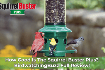 squirrel buster plus review
