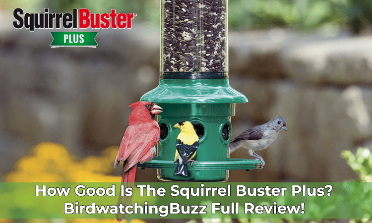 squirrel buster plus review