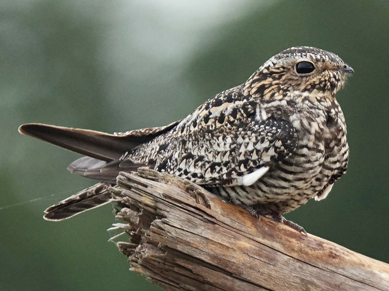 do-hawks-hunt-at-night-diurnal-or-nocturnal-birdwatching-buzz