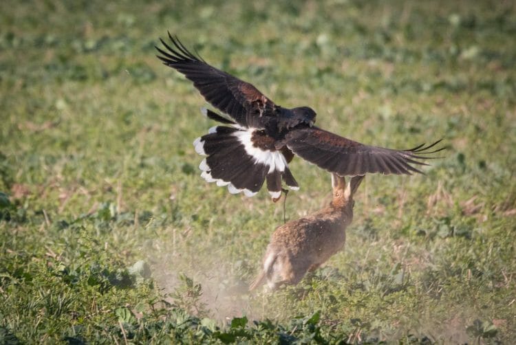 Do Hawks Hunt at Night? [Diurnal or Nocturnal?] Birdwatching Buzz