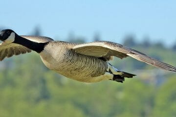 do hummingbirds migrate on the back of geese