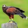 are hawks nocturnal