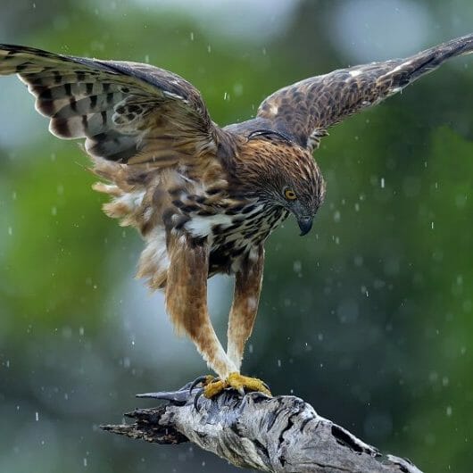 Why Do Hawks Screech? [Dominance, Mating or More?] Birdwatching Buzz