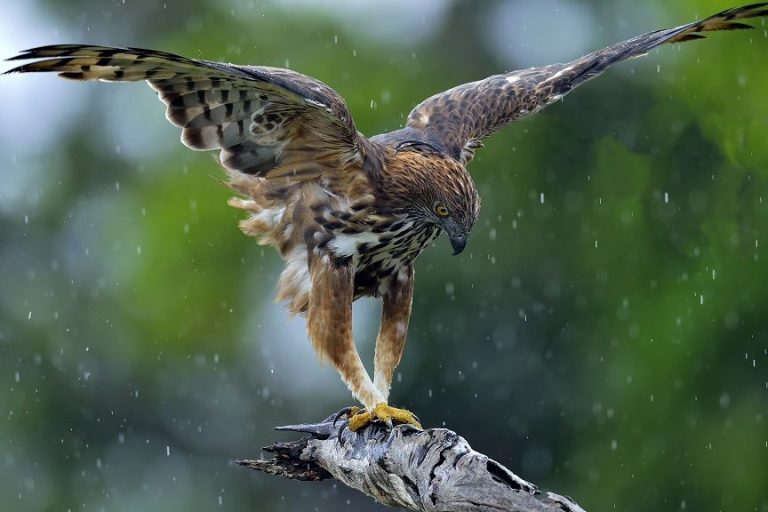 hawk vs falcon