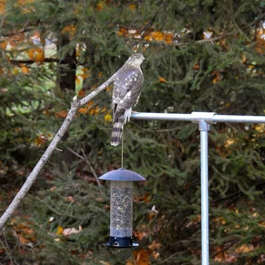 how-long-do-hawks-live-4-life-cycle-stages-birdwatching-buzz