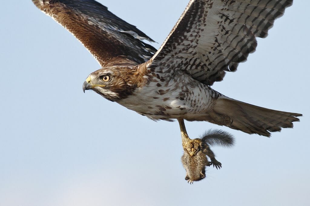 hawk eats