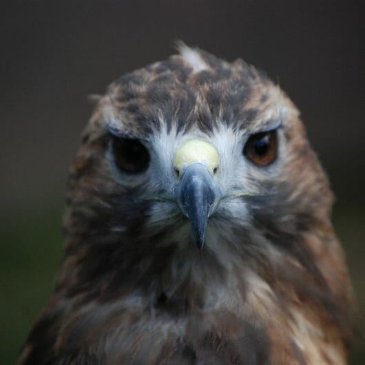 Do Hawks Hunt at Night? [Diurnal or Nocturnal?] Birdwatching Buzz