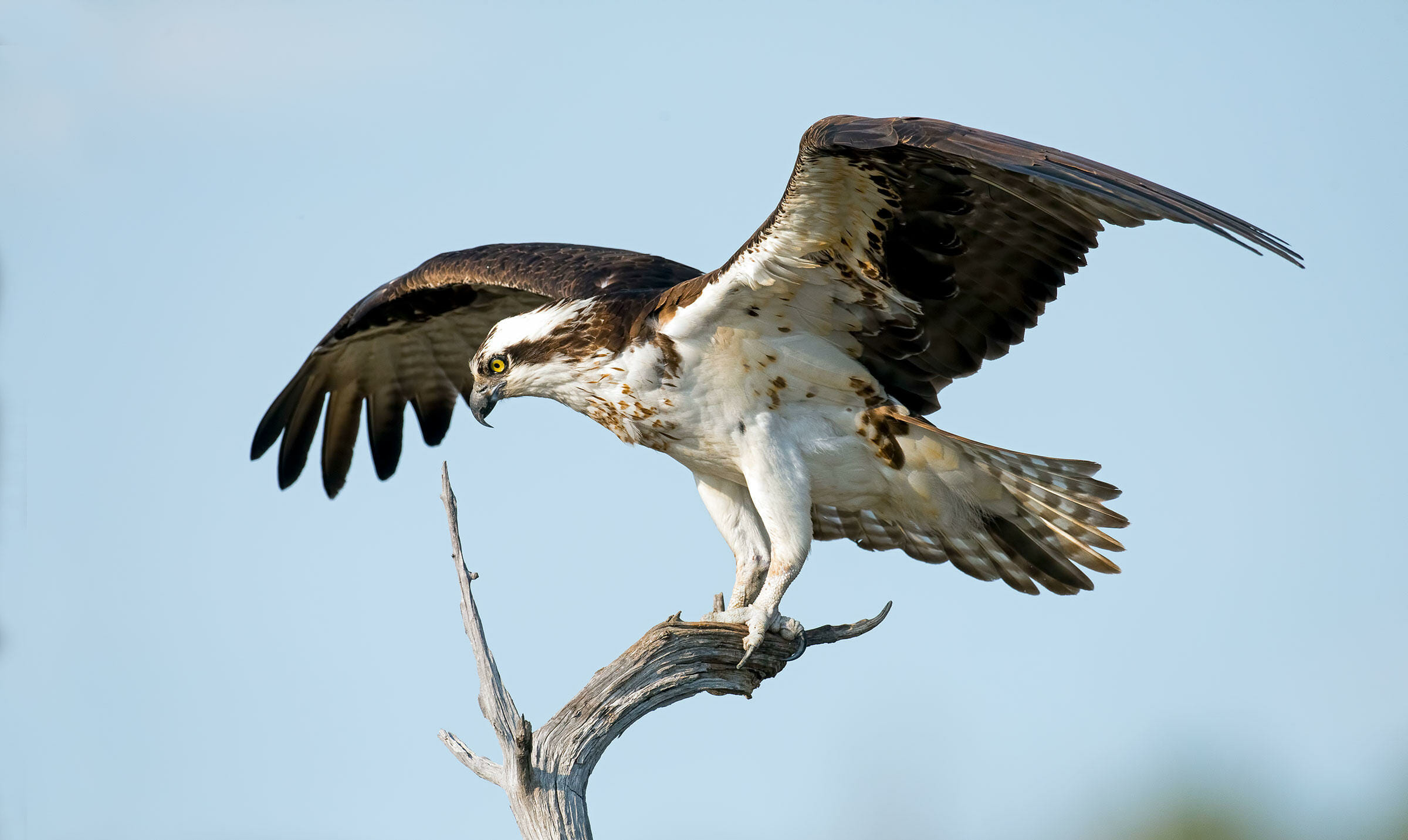 Hawks In Virginia: 8 Fantastic Birding Locations | Birdwatching Buzz