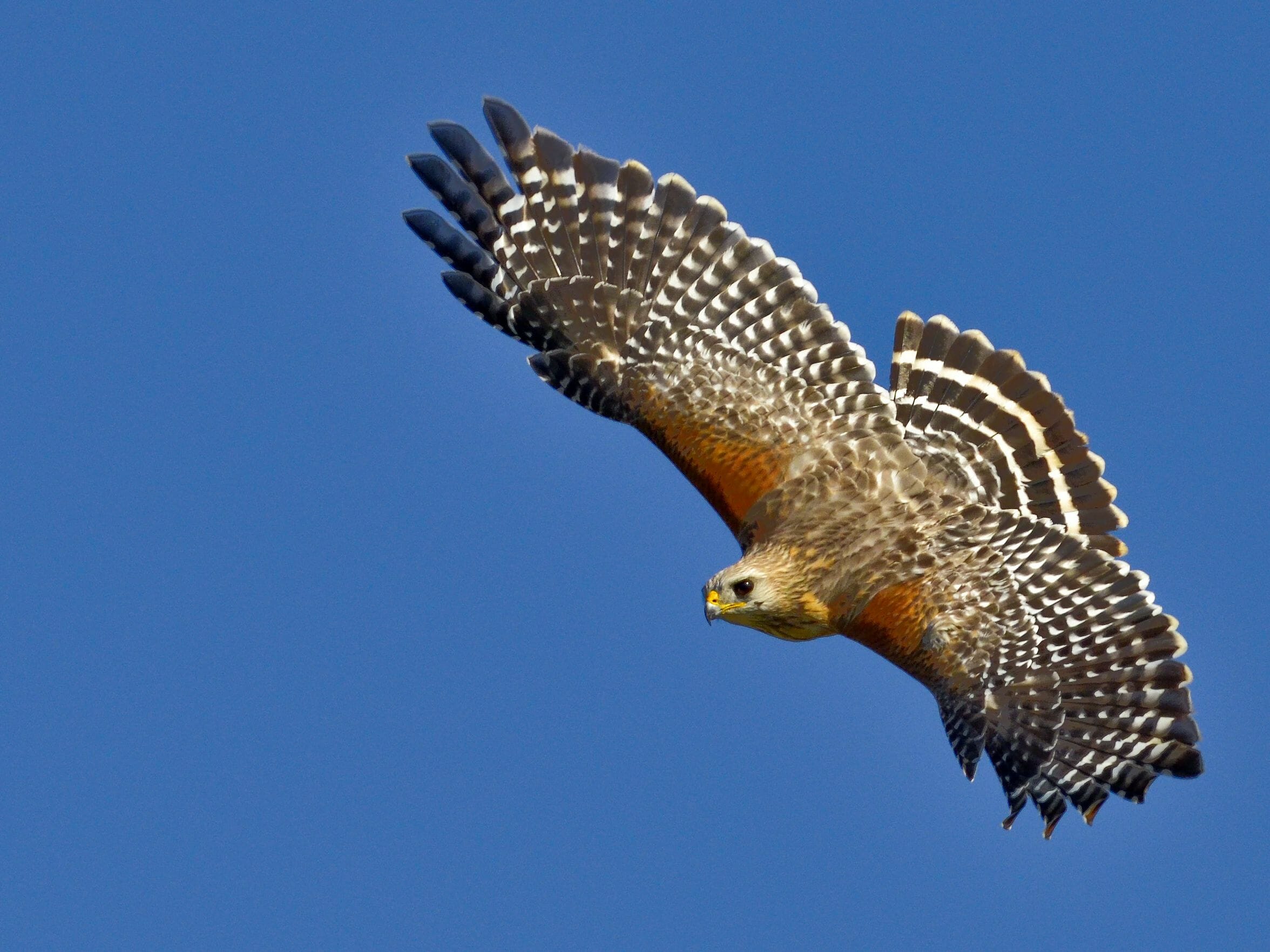 red-shouldered hawk