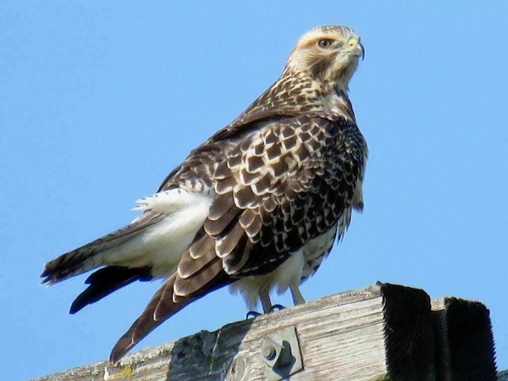 9 Beautfiul Locations To Watch Hawks In Oregon - Birdwatching Buzz