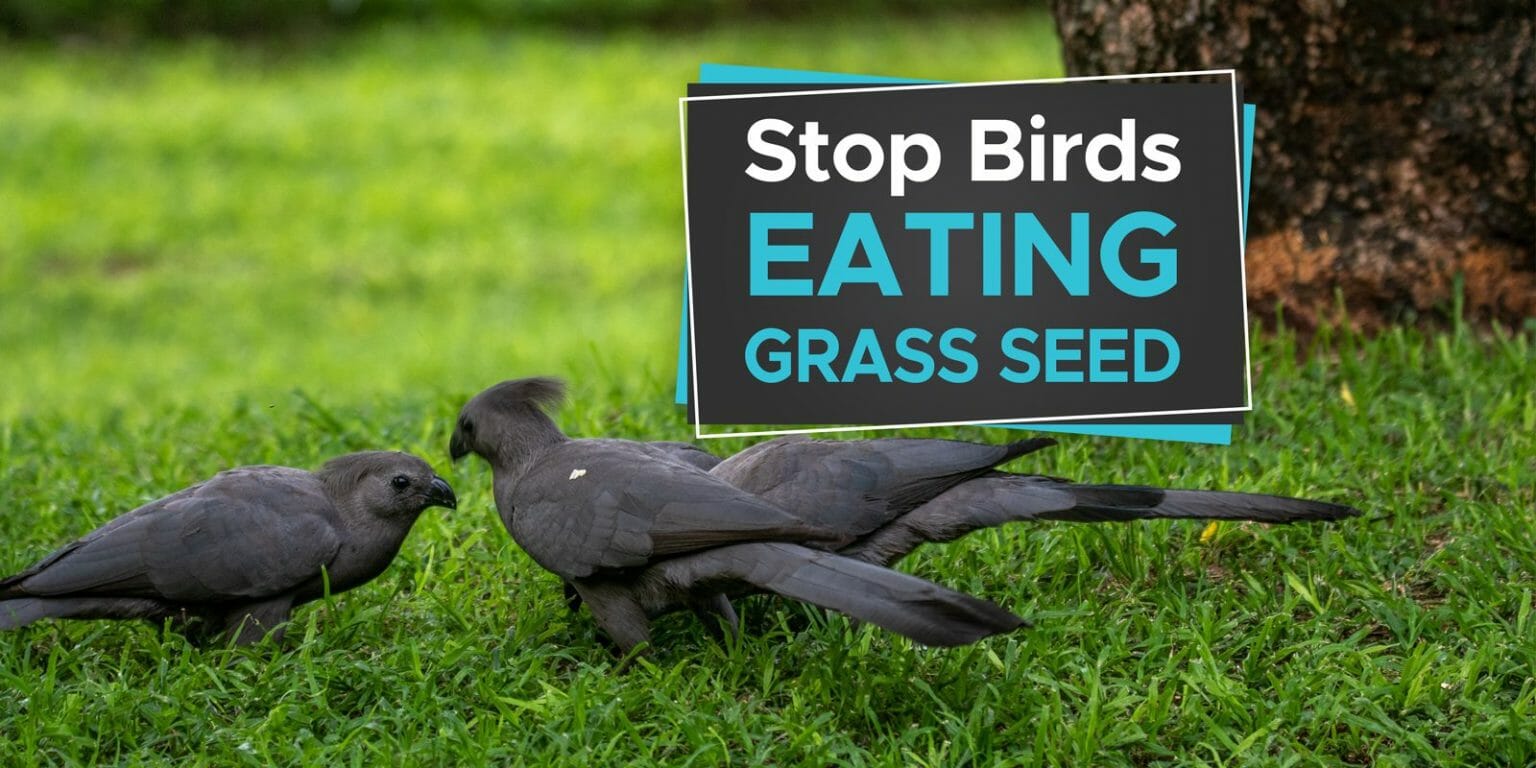 15 Actionable Tips to Stop Birds Eating Your Grass Seed! - Birdwatching