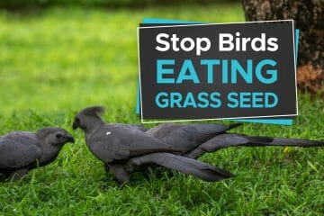 how to stop birds eating grass seed