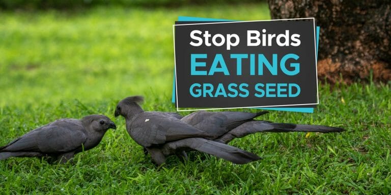 15 Actionable Tips to Stop Birds Eating Your Grass Seed! - Birdwatching ...