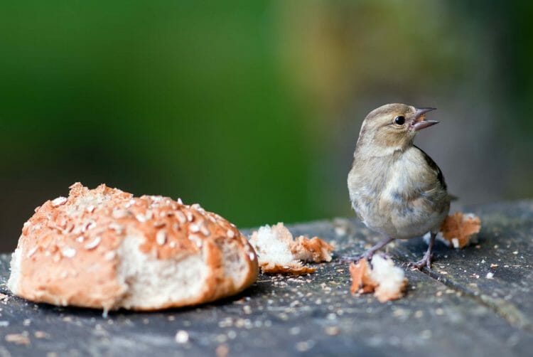 Can Birds Eat Bread? [We Wouldn't It...] Birdwatching Buzz